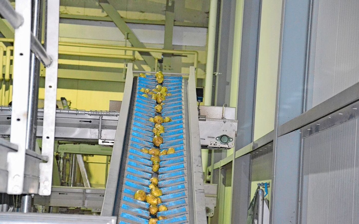 Die Kartoffeln durchlaufen mehrere Wasch- und Sortierstationen.  