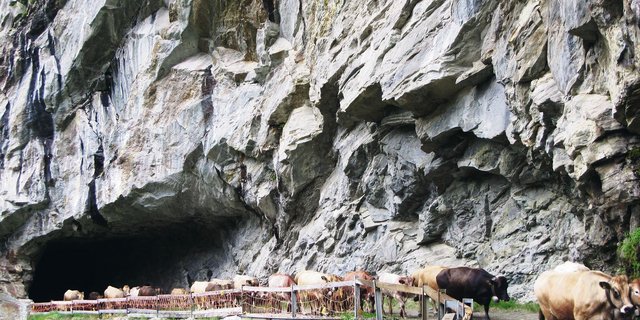 Der Auftrieb auf die Alp Guraletsch im Bündner Oberland bietet ein eindrückliches Bild.(Bilder Annette Vieli)