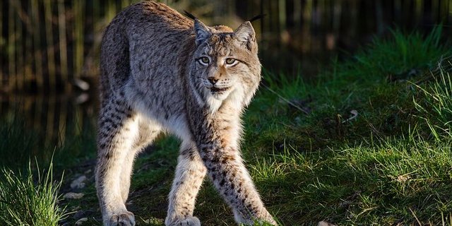Ein Luchs soll am Niesen elf Schafe gerissen haben. (Bild pixabay)