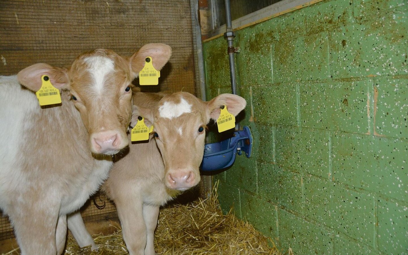 Der Tierhalter muss dafür sorgen, dass alle Kälber ungehindert zu genügend Wasser in hervorragender Qualität kommen.