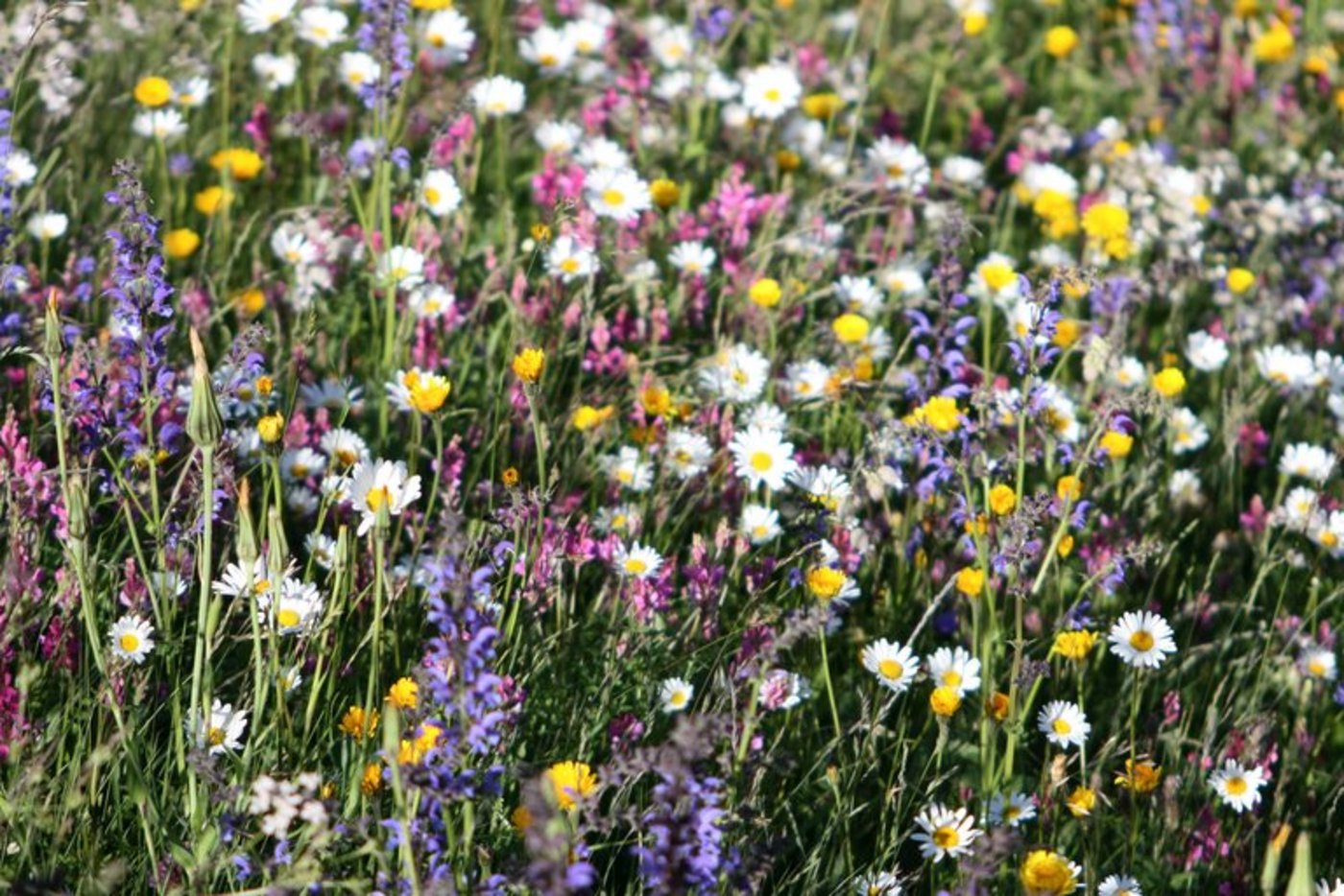 Blühstreifen fördern Nützlinge. (Bild lid)