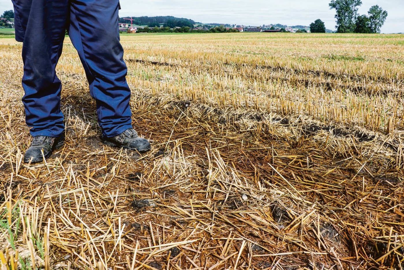 Ein Biberdamm führte zu vernässten Stellen auf Fruchtfolgeland. Eine normale Ernte auf diesem Weizenfeld war nur möglich, weil eine unbekannte Person den Damm entfernte und das Wasser im Kanal wieder abfloss.(Bilder Ruth Aerni)