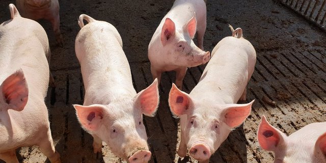 Die meisten Schweine in der Schweiz gehören zur Rasse des Schweizer Edelschweins und haben stehende Ohren. (Bild BauZ)