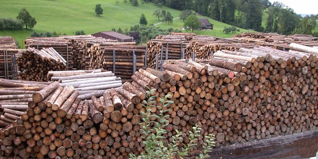 Schilliger passt die Rundholzpreise an. (Archivbild BauZ)