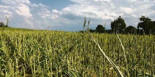 Hagelschaden beim Mais. Auch dieses Jahr traf es einige Regione in der Schweiz.(Bild Schweizer Hagel)