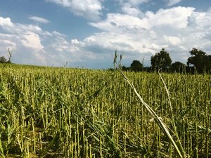 Wie wird ein Schaden nach Hagelschlag berechnet? Hagelschaden beim Mais. Auch dieses Jahr traf es einige Regione in der Schweiz.(Bild Schweizer Hagel)