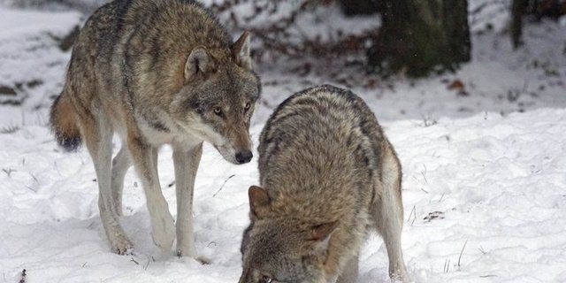Im Kanton Graubünden ist es im Lauf des Winters erst zu einem Riss an Nutztieren gekommen. Im November 2020 fiel dem Wolf im Prättigau ein Schaf zum Opfer. (Bild pd)