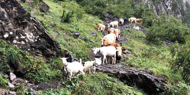 Die Ziegen und Kühe auf dem Weg ins Tal. (Bild Talk)