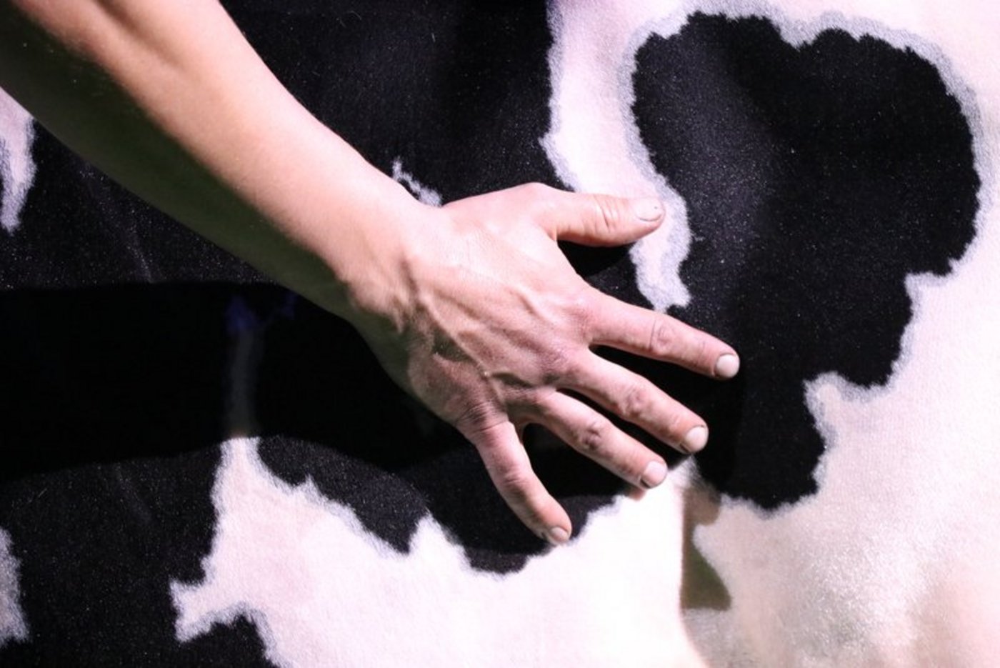 Kühe freuen sich immer über extra Kuscheleinheiten. (Bild Ruth Aerni)