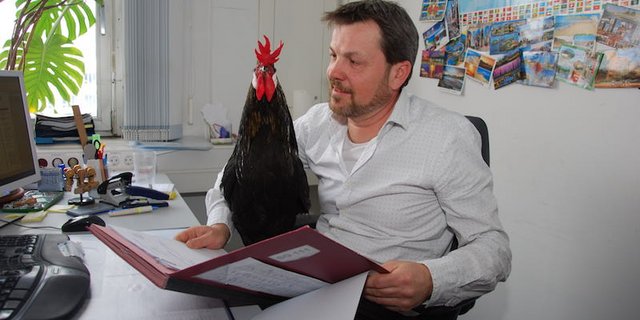 Hahn Maxl begleitet den Beamten Drostel manchmal ins Büro. (Bilder zVg)