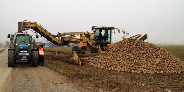 So spät wie noch nie in der Geschichte des Werk Frauenfeld: Am 2. Januar um die Mittagszeit führt der Transportring Stammertal im Zürcher Weinland die  letzte Miete Zuckerrüben ab. (Bild Roland Müller)