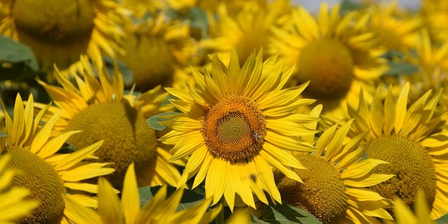 Dank der Feuerwehr konnte die Verbreitung verhindert und das Sonnenblumenöl fachgerecht entsorgt werden. (Symbolbild Cornelia von Däniken)