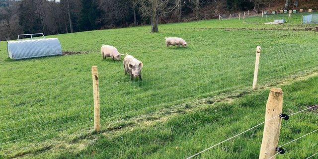 Ein doppelter Zaun vor der Weide und im Wald soll Wildtiere vom Kontakt zu den Schweinen abhalten. 