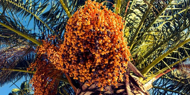 Die Palmölproduktion ist für Malaysia ein bedeutender Wirtschaftsfaktor (Bild pxhere)