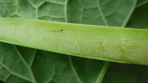Erdflohlarven besitzen einen schwarzen Kopf. Sie schlüpfen im Boden aus und wandern dann auf die Pflanze. 