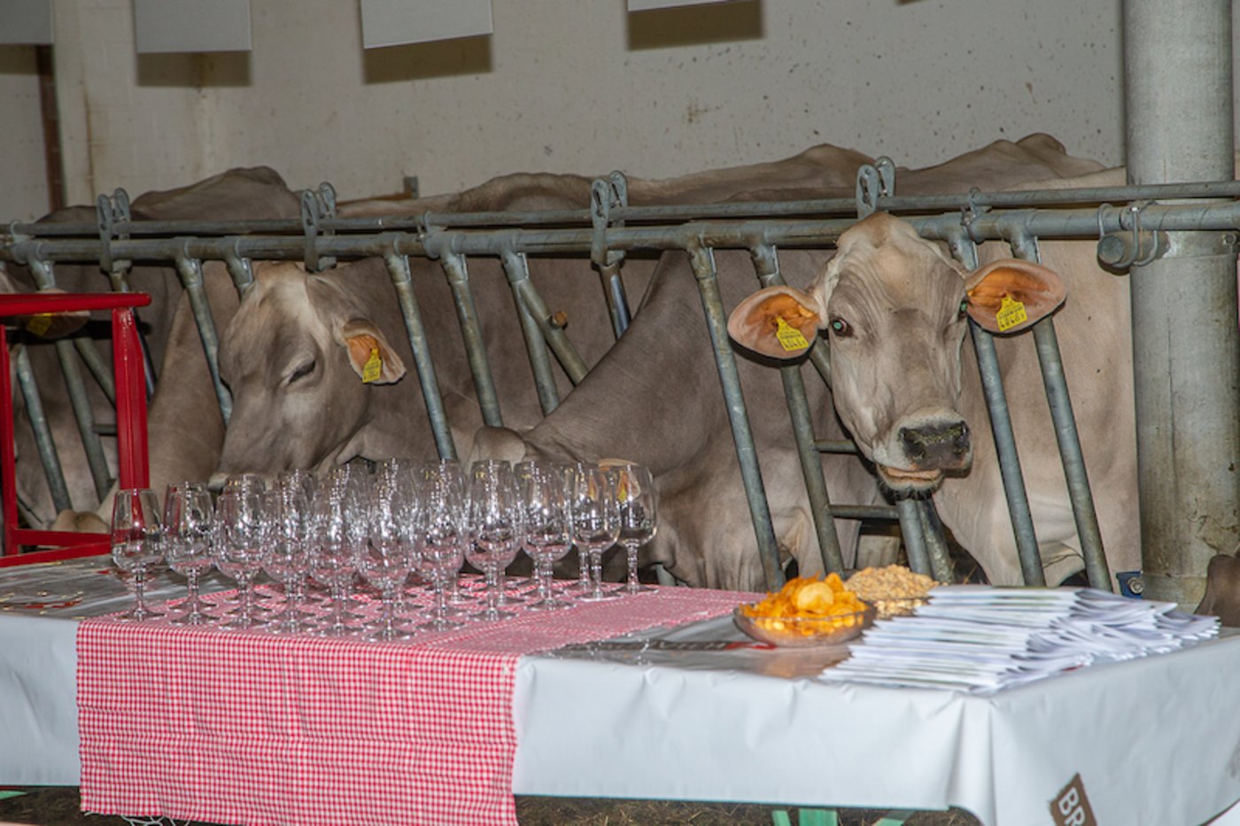 "Braunvieh bi dä Lüüt" lädt zum Besuch auf dem Hof ein. (Bild zVg)