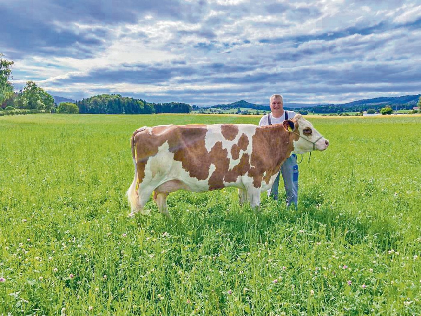 Urs Matter aus Beitenwil hat für die BauernZeitung seine Daros ins hohe Gras gestellt. Der SF-Züchter bezeichnet sie als «die Liebste im Stall».(Bild Jasmin Lüthi)