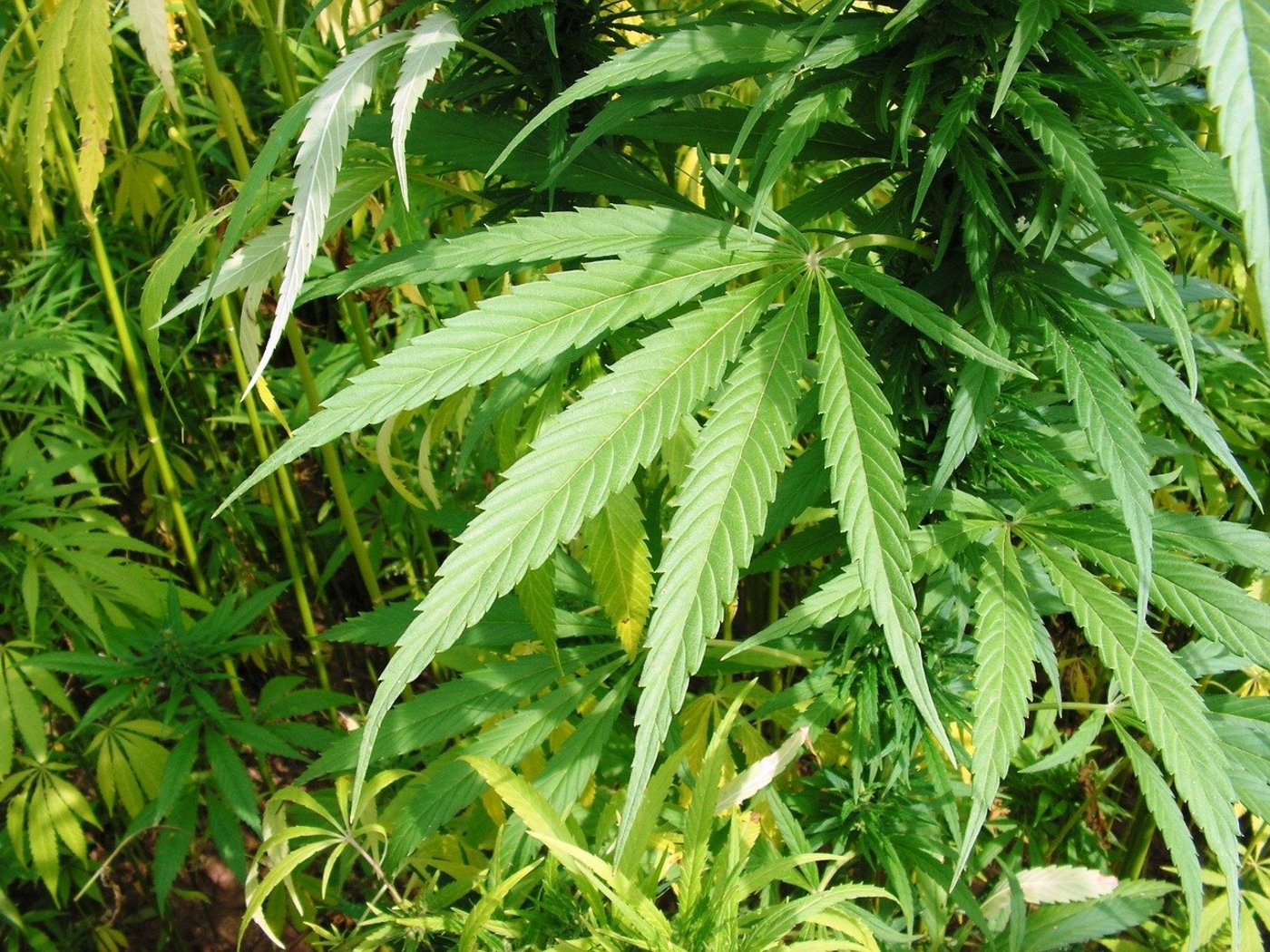 Auch Australien will in der Industriemarkt von Cannabis mitmischen. (Bild Pixabay)