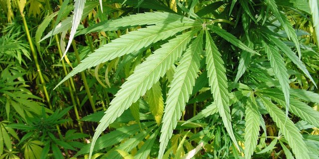 Auch Australien will in der Industriemarkt von Cannabis mitmischen. (Bild Pixabay)