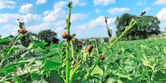 Kartoffelkäfer und ihre Larven mögen warmes und trockenes Wetter. Deshalb könnte der Druck nun steigen.