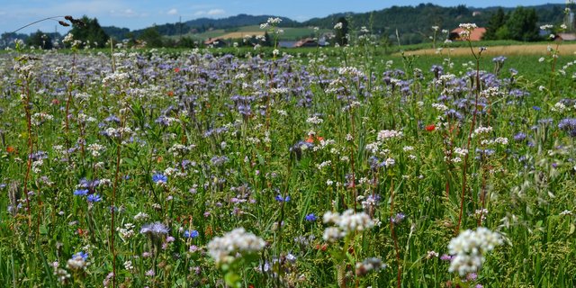 Das 10-Punkte Programm der FAO verlangt unter anderem eine biologisch vielfältige Landwirtschaft. (Bild BauZ)
