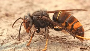 Wer ist zuständig für die Bekämpfung der Asiatischen Hornisse, die Honigbienen jagt, um die eigenen Larven zu ernähren? In der Theorie ist die Sache geregelt, in der Praxis scheint es mancherorts zu hapern.