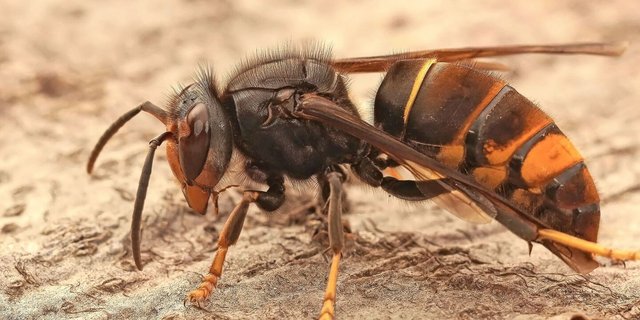 Wer ist zuständig für die Bekämpfung der Asiatischen Hornisse, die Honigbienen jagt, um die eigenen Larven zu ernähren? In der Theorie ist die Sache geregelt, in der Praxis scheint es mancherorts zu hapern.