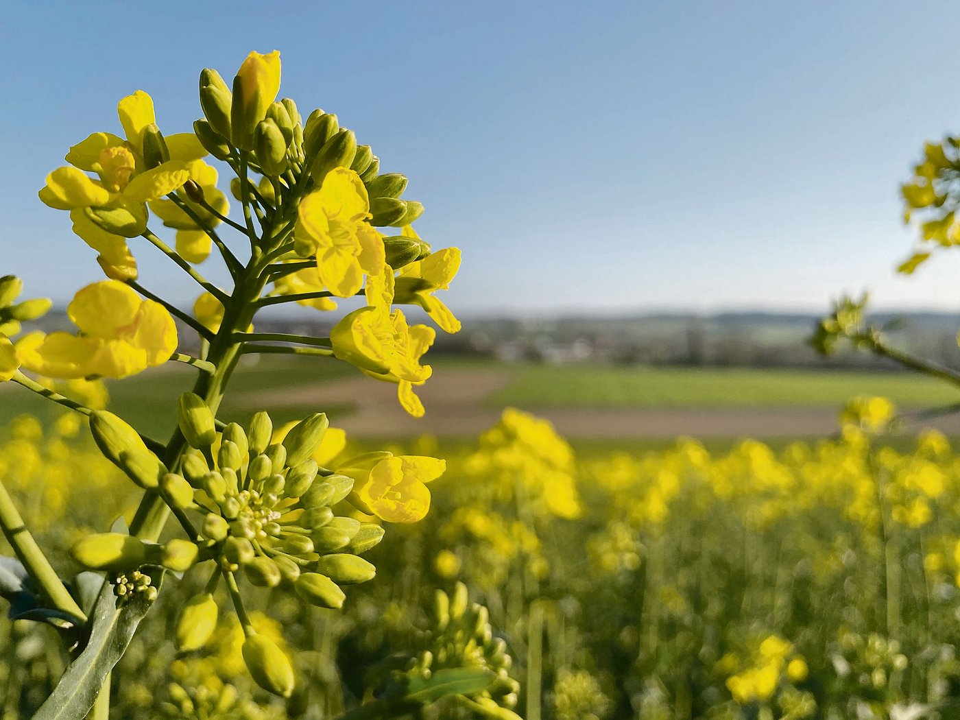 Raps ist eine geschätzte Pflanze für die Fruchtfolge, sie ist aber auch bei den schädlichen Insekten beliebt. (Bild Nicole Geiser)
