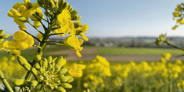 Raps ist eine geschätzte Pflanze für die Fruchtfolge, sie ist aber auch bei den schädlichen Insekten beliebt. (Bild Nicole Geiser)