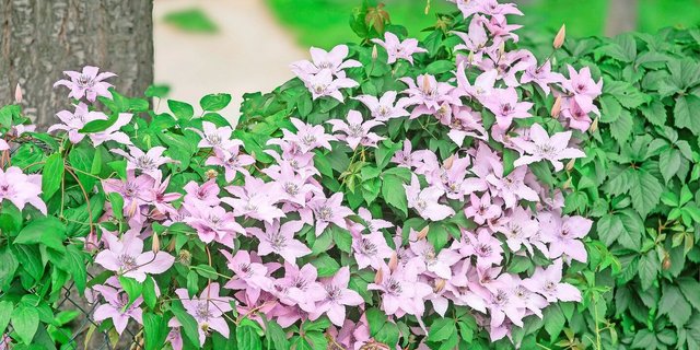 Clematis gilt als «Königin der Kletterpflanzen». Die Sorte «Hagley Hybrid» ist grossblumig und sommerblühend. Die mehrjährige Waldrebe bevorzugt es, wenn ihre Wurzeln kühl stehen. 