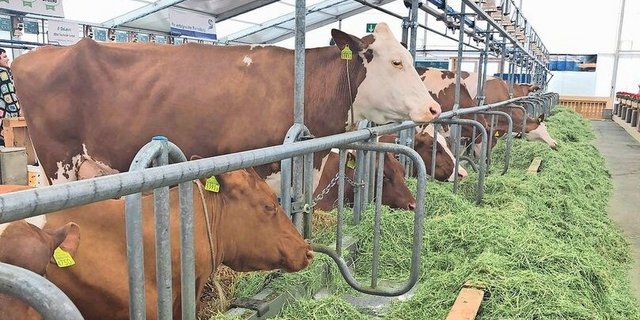 Kühe, Stiere, Kleintiere und dieses Jahr auch Getreide. Das ist das Fokusthema im Grünen Zentrum.