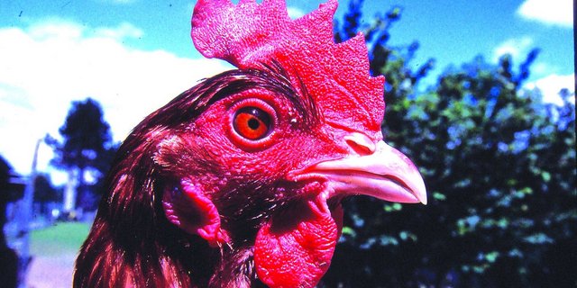 Legehenne mit unbehandelter, scharfer Schnabelspitze. 