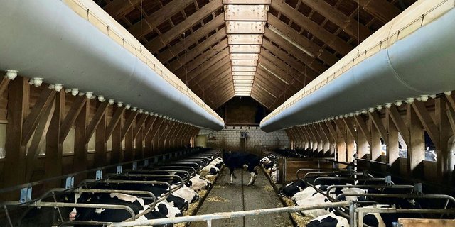 Durch ein effektives Lüftungssystem und eine angemessene Belegungsdichte lässt sich Stress im Stall spürbar reduzieren.