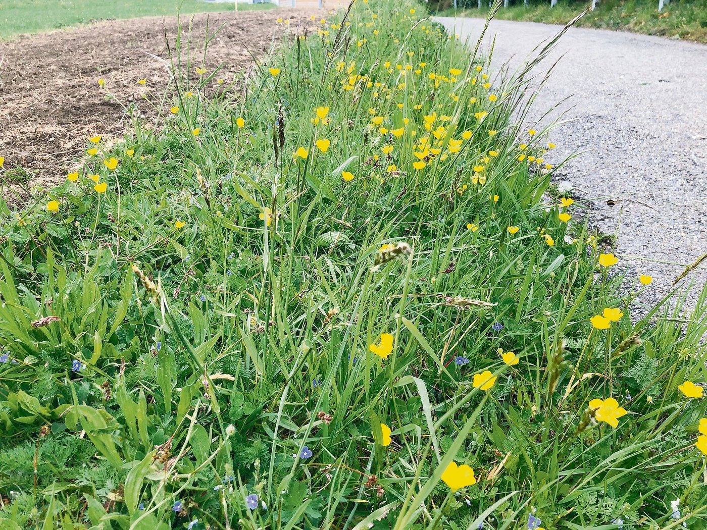 Noch blüht es erst am Wegrand, aber der Blühstreifen (im Hintergrund) wird bald aufholen. Das Bild entstand Ende April. (Bilder Sera Jane Hostettler/Bauern Zeitung) 