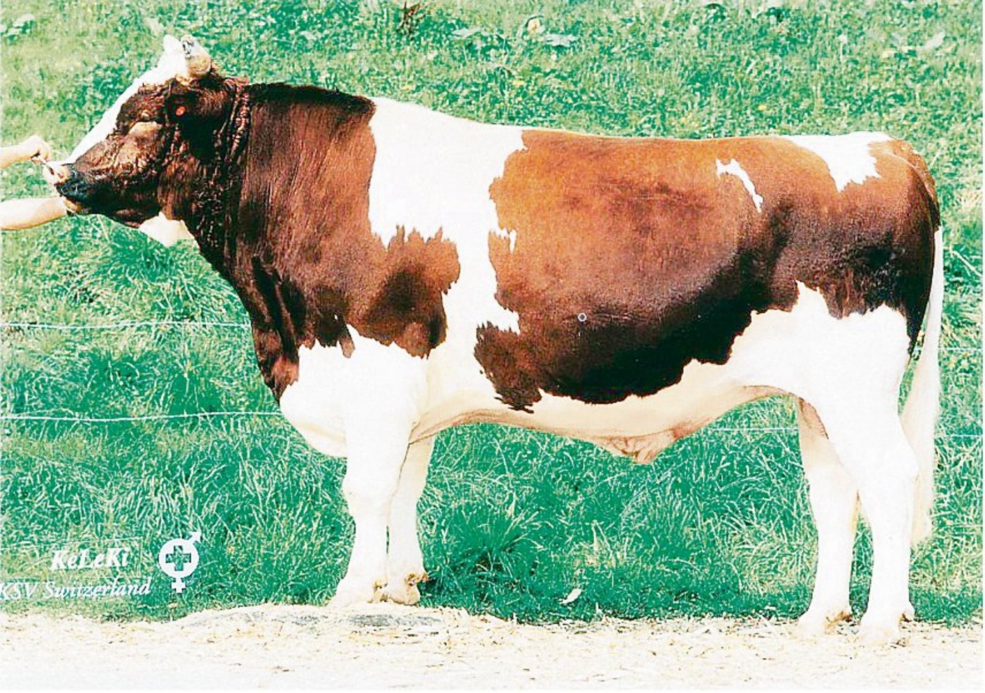 Der Stier Pickel von Urs Benninger aus Salvenach FR, beeinflusst noch heute die Rassen Swiss Fleckvieh und Red Holstein.(Bild zVg)
