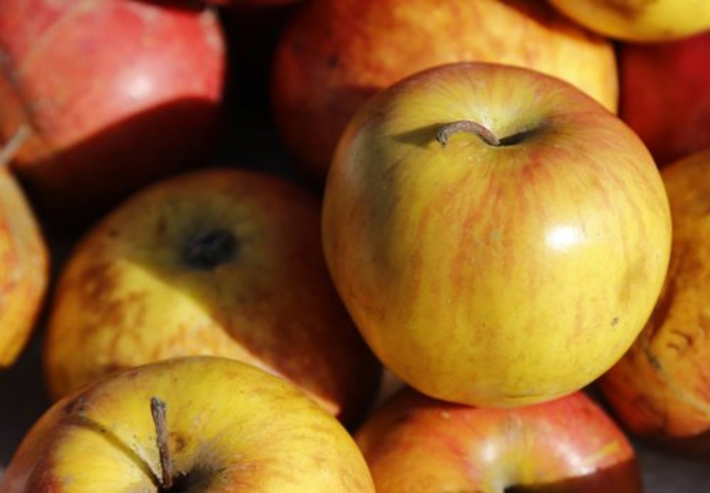 Der Wehntaler Hagapfel zeichnet sich durch seine Robustheit aus. Zudem ist er ein guter Mostapfel. Auf dem nächsten Bild ... (Bilder Jonas Ingold)