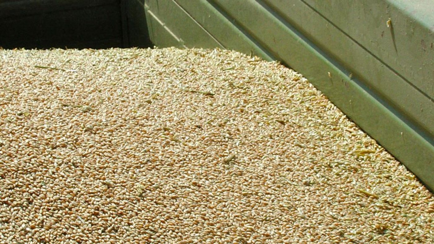 Die Getreidebauern fragen sich besorgt, ob ihr Weizen wegen Auswuchs im Futtertrog landen wird. (Bild: Anton Haas)