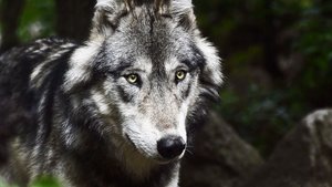 Der Wolf breitet sich auch in der Romandie weiter aus. Im Kanton Waadt hat sich ein zweites Rudel etabliert.