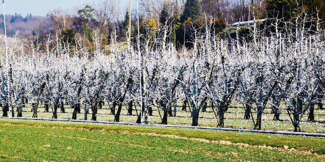 Kurz vor dem Erwachen aus dem Winter sind die Obstbäume in Rudolfingen ZH mit Kaolin weiss eingefärbt. Damit wird der Birnblattsauger vor der ersten Eiablage biologisch abgehalten. (Bild romü)