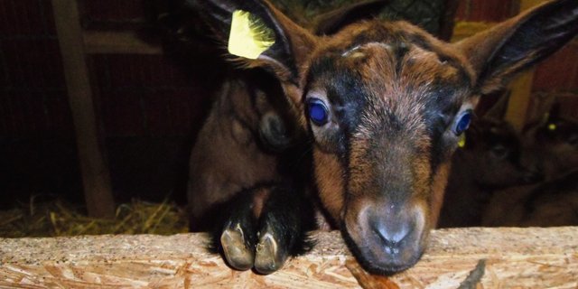 Bei Mastgitzi reicht ab nächstes Jahr eine Ohrmarke. Ansonsten brauchen Schafe und Ziegen ab Januar 2020 zwei Ohrmarken. Bild: Martina Häfliger