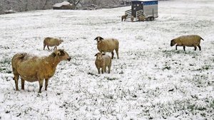 Bei «extremer Witterung» brauchen Schafe zwingend einen Unterstand mit trockenem Boden. Ein halb offener Anhänger genügt diesen Anforderungen. 