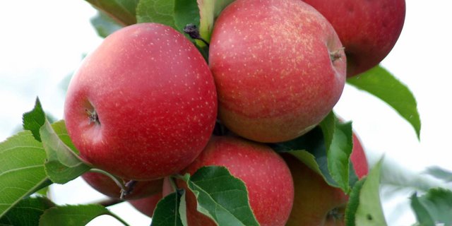 Die EU erwartet eine Rekordapfelernte. (Bild Angelina Pulver Reist/landwirtschaft.ch