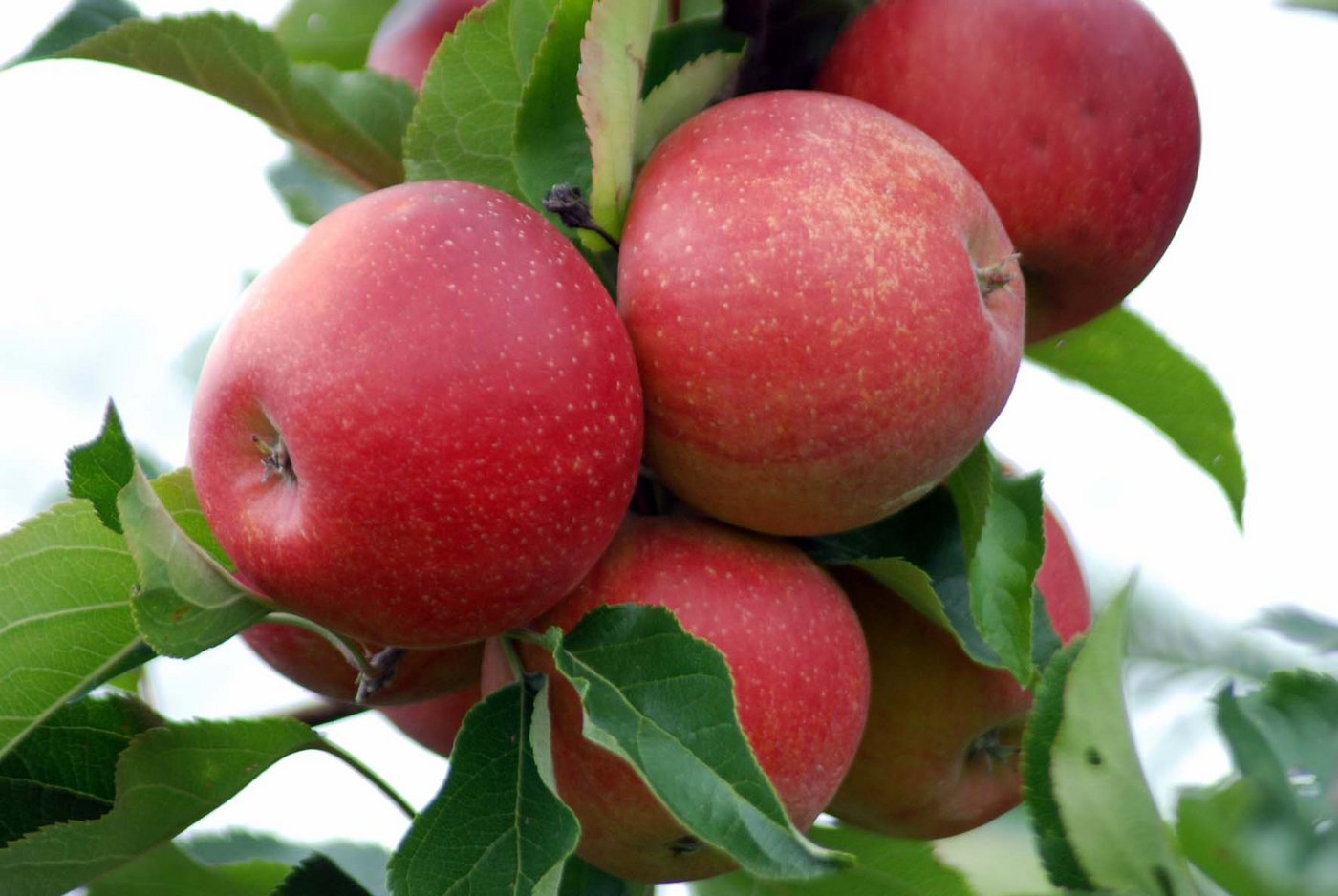 Die EU erwartet eine Rekordapfelernte. (Bild Angelina Pulver Reist/landwirtschaft.ch