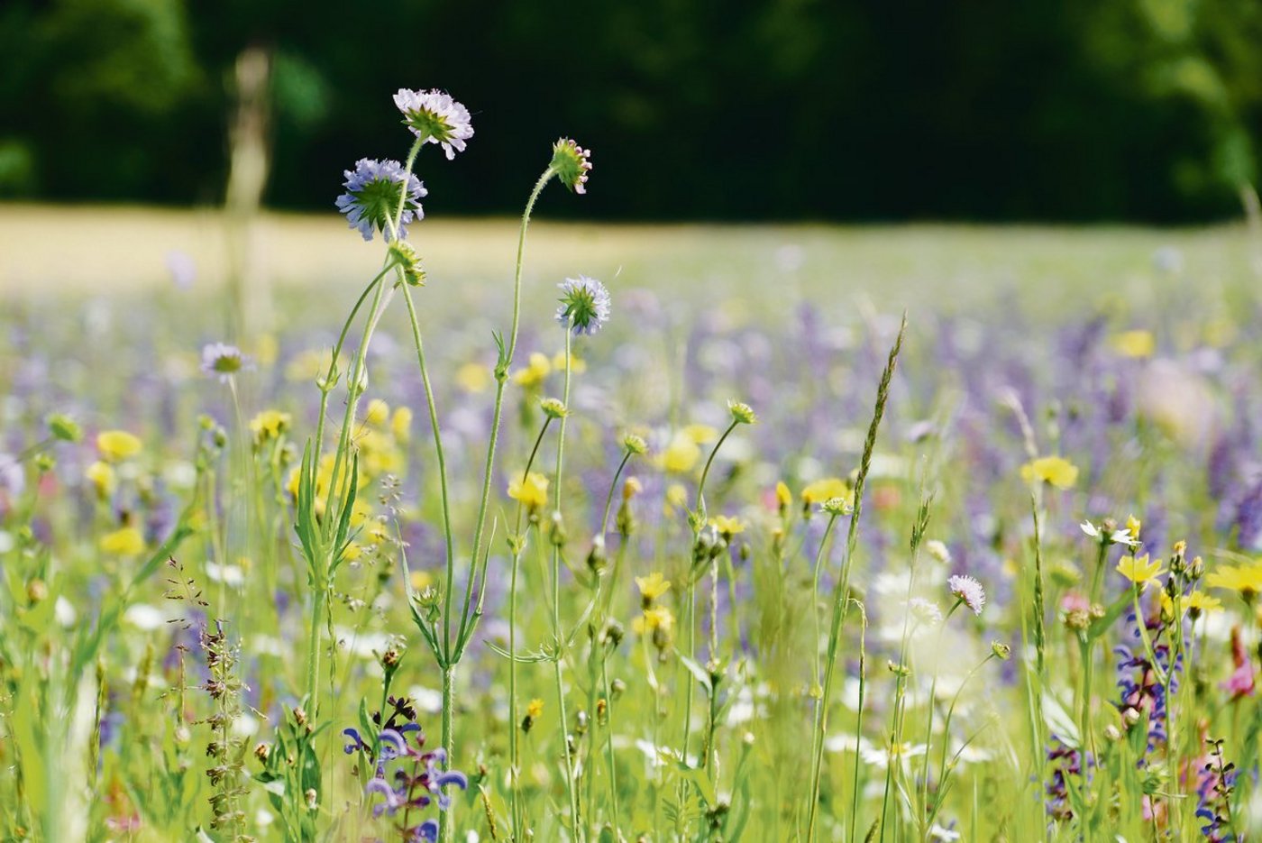 Wie viel Ökologie und wie viel Produktion es sein soll, darum wird schon bald  wieder heftig gerungen. (Bild Ruth Aerni)