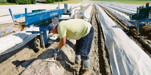 Die Arbeit auf dem Feld ist hart. Aber dennoch sollte sie nicht als mögliche Strafe für die nichtbäuerliche und andersdenkende Bevölkerung propagiert werden. (Bild Keystone)