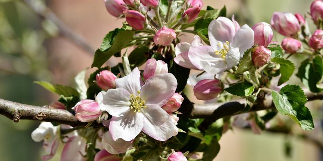 Vergleichsweise früh im April blühten dieses Jahr die Obstbäume. Vereinzelte Frostnächte haben bisher keine grossen Schäden angerichtet. (Bild Pixabay)