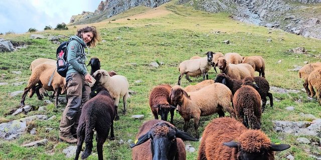 Agroscope-Forscherin Caren Pauler hat mit verschiedenen Tieren gearbeitet und festgestellt, dass Engadiner Schafe am besten geeignet sind, um offene Weiden nach der Verbuschung wiederherzustellen.