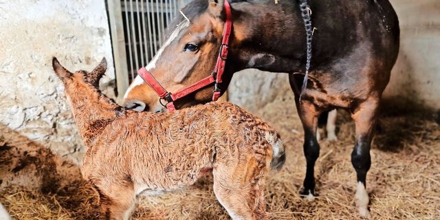 Eine Geburt verläuft dann optimal, wenn das Fohlen innert 15 bis 45 Minuten aufzustehen versucht.  