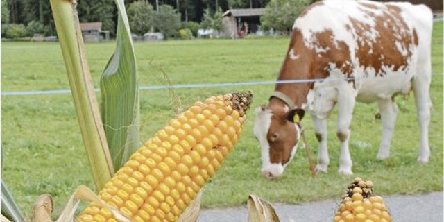 Im Kanton Luzern bleibt Mais nach Mais möglich. Nicht aber im Aargau, weil hier Maiswurzelbohrer gefunden wurden. (Bild js)