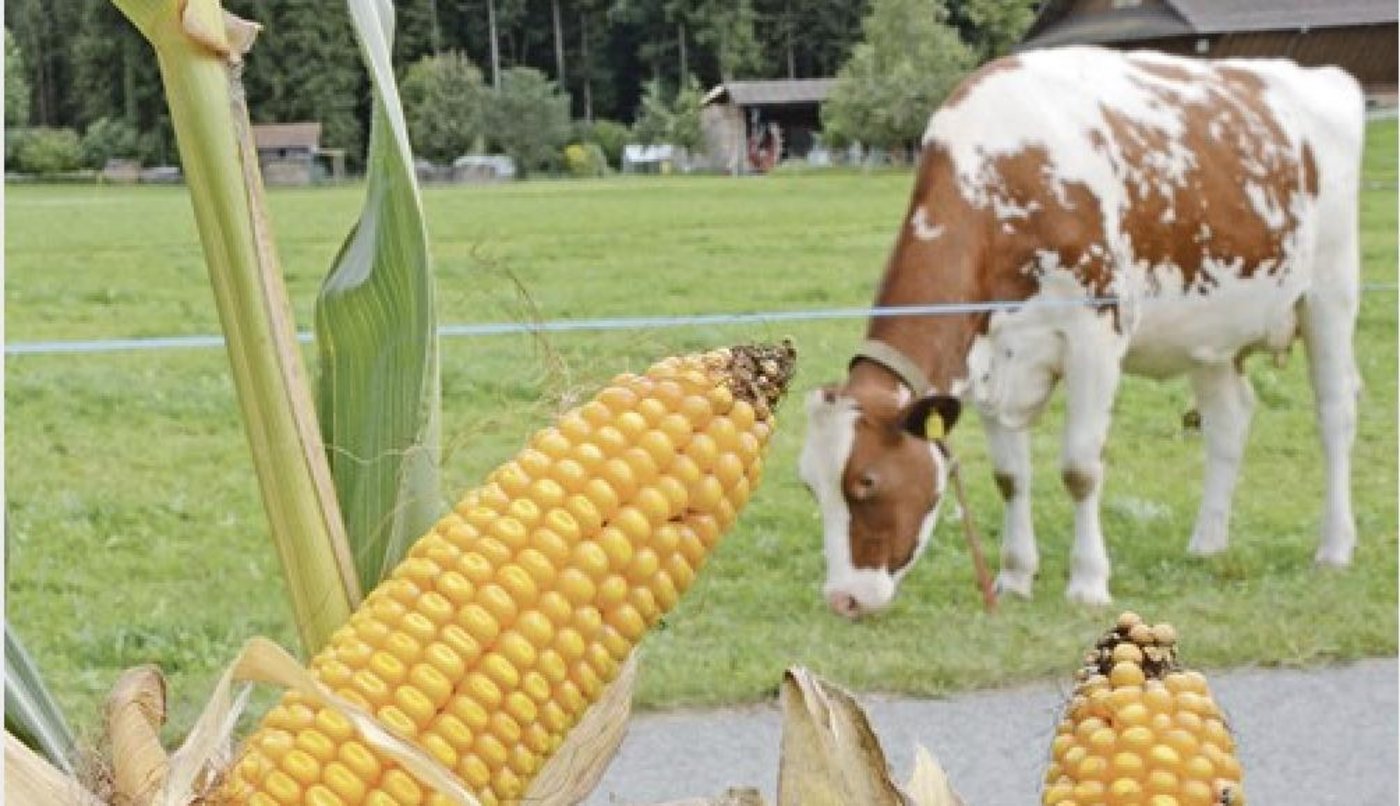 Im Kanton Luzern bleibt Mais nach Mais möglich. Nicht aber im Aargau, weil hier Maiswurzelbohrer gefunden wurden. (Bild js)